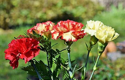 Epazo Carnation - Giant Double Chabaud Mix Seed(20 per packet)