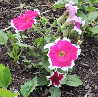 Quentova Pink Petunia double shade-LIV-6F Seed(50 per packet)
