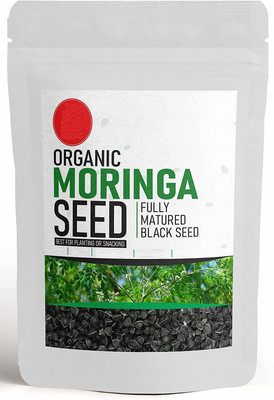 CYBEXIS XL-80 - Moringa / Drumstick - (150 Seeds) Seed(150 per packet)