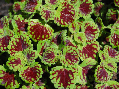Qualtivate VXI-26 Coleus Rainbow Mix Flower Seeeds Seed(100 per packet)
