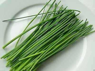 Qualtivate PUA5-A Organic Chives Seeds Seed(300 per packet)