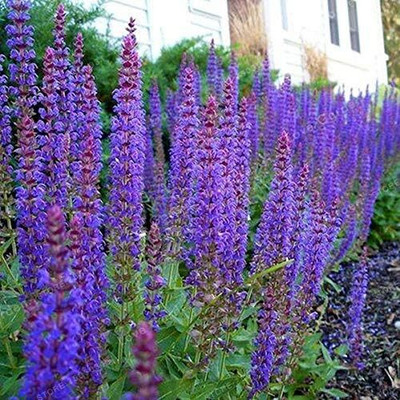 Qualtivate ICRA-1A Sage Flower Violet Seed(100 per packet)