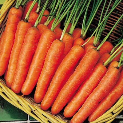 CRGO GAAJAR, CARROT Seed(1000 per packet)