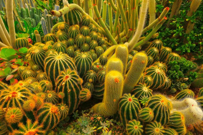 NooElec Seeds India All Seasons Exotic Desert Cactus Succulent Seed(35 per packet)