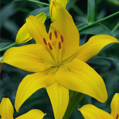 Cloud Farm asiatic lily yellow summer flower bulbs pack of 5 for your garden Seed(5 per packet)