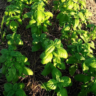 XEFRA Italian basil Seed(70 per packet)