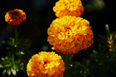 Avysa marigold/gende ka phool flower seeds Seed(75 per packet)
