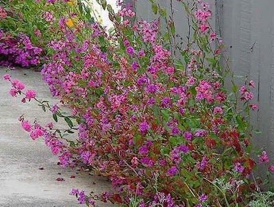 Aywal Clarkia Hybrid Flower Seed(120 per packet)