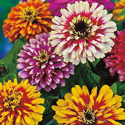 Lorvox Zinnia 'Scabiosa Flowered Seed(80 per packet)
