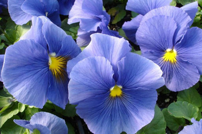 Aywal Aster Hybrid Flower Seed(60 per packet)