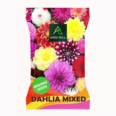 AGRO MILL DAHLIA MULTIFLORA DOUBLE MIXED PREMIUM QUALITY FLOWER Seed(20 per packet)