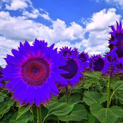 KNESSiN Sunflower to Plant[400 Seeds] Seed(400 per packet)