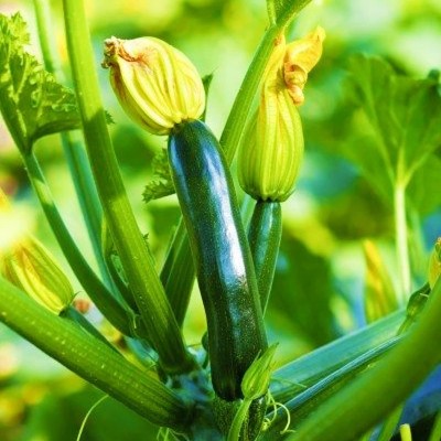 VibeX ® VMR-617 Squash (Summer) - Black Beauty Zucchini Seed(100 per packet)