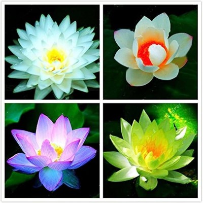 AloGardening Mixed Colour lotus Seed Per Packet- 4Pc Seed(4 per packet)