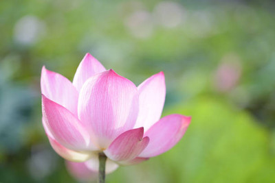 decorhomz lotus,kamal gatta Seed(11 per packet)