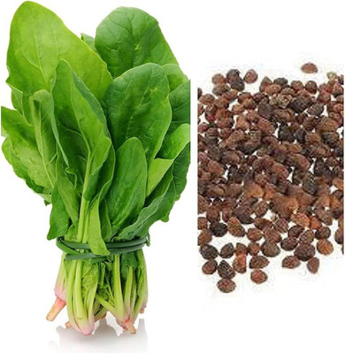 ibains Organic palak seeds pack of 360 Seed(360 per packet)
