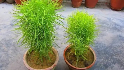 Aro Kochia Grass Seed(101 per packet)