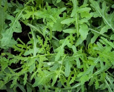 CEZIUS Arugula Herb Rocket, Slow Bolt Seed(100 per packet)