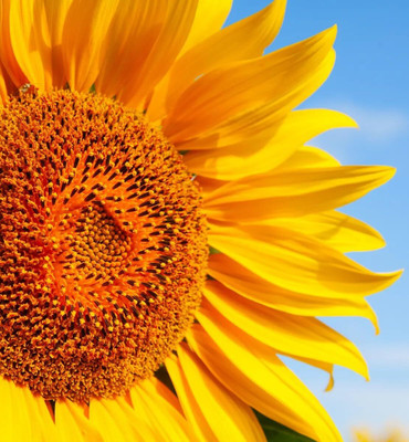 Avysa Sunflower Seed(250 per packet)