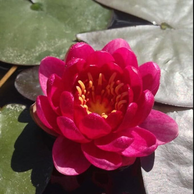 MAHAMAYA A TO Z Red water lily, red lotus, red Indian water lily Seed(2 per packet)