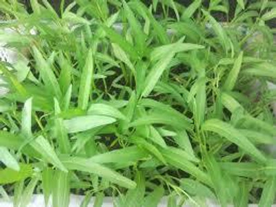 BJUBAS F1 Water Spinach Seeds pack of 137 Seed(137 per packet)