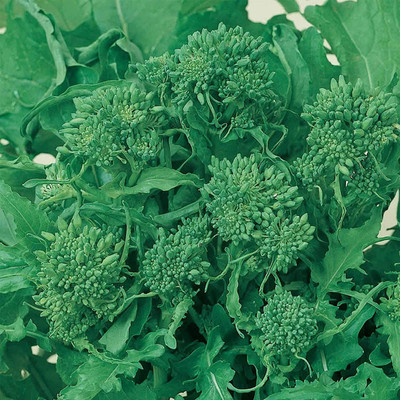 VibeX ® LXI-372 Broccoli Raab Seeds - Spring Rapini Seed(200 per packet)