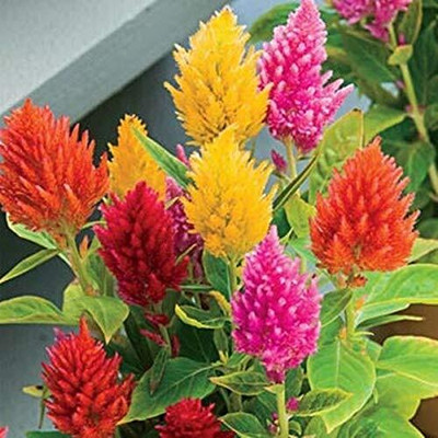 Qualtivate GUA-73 Celosia Plumosa Mix Flower Seed Seed(50 per packet)
