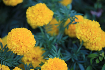 ZIFR marigold/gende ka phool flower seeds Seed(75 per packet)