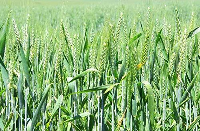 Aywal Wheat Seed(200 per packet)