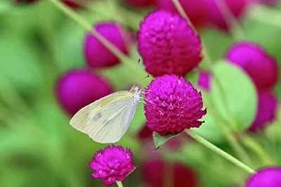 Aywal Gomphrena Mixed Seed(80 per packet)