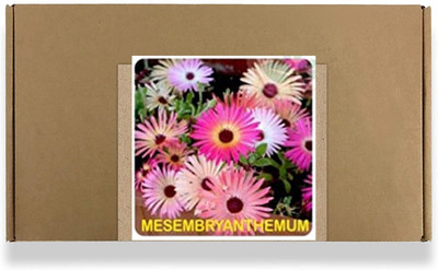 CYBEXIS Ice Flower,Mesembryanthemum Flower Seeds100 Seeds Seed(100 per packet)