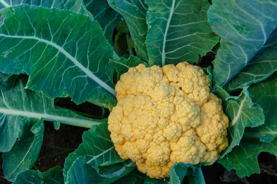 True Elements white cauliflower,gobhee seeds Seed(13 per packet)