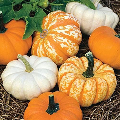 Qualtivate RES-6A Miniature Pumpkin Seeds Seed(50 per packet)
