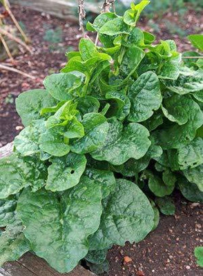 VibeX ® VLR-536 High Yield Basella alba,Malabar Spinach Seed(500 per packet)