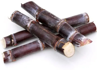 AYODvati Organic hurb lal ganna seeds, black sugar cane seeds 1 feet ( pack of 10) Seed(10 per packet)