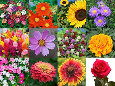 ibains Very best quality seeds combo flower Seed(145 per packet)