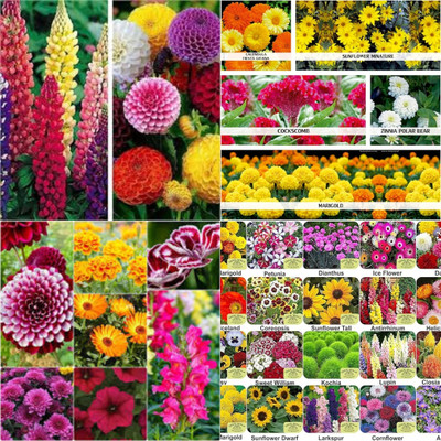 ibains All types flower seeds biij 202 Seed(202 per packet)
