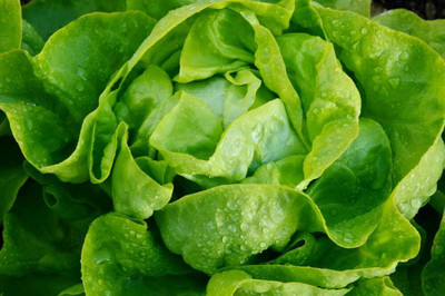 Qualtivate PUA-1A Tom Thumb Butterhead Lettuce Seeds Seed(300 per packet)