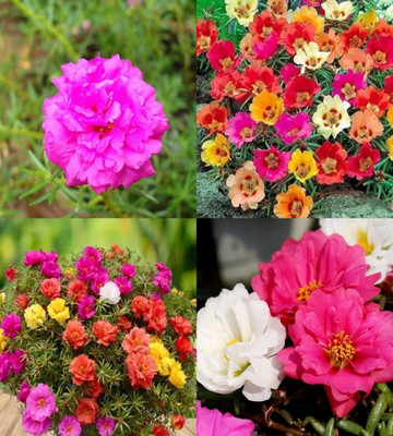 ibains 9o clock flower seeds bij Seed(69 per packet)