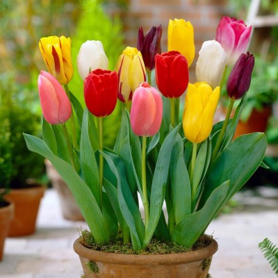 zabbus Tulip Flower Bulbs for Winter Season Mixed Seed(2 per packet)