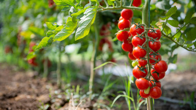 jkfarm Tomato Seed(1500 per packet)