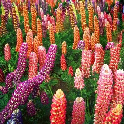 Aywal Lupin Seed(60 per packet)