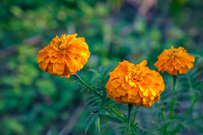 Behuria Agro Farm marigold/gende ka phool flower seeds Seed(75 per packet)