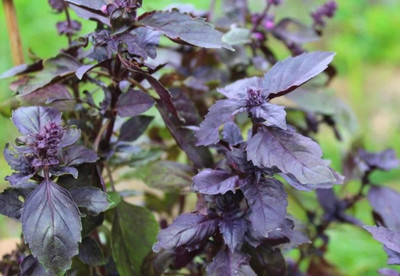 ONUS Red Basil Ocimum Basilicum Seed(250 per packet)