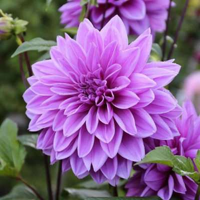 Lorvox Dahlia Double Figaro Mix Seed(40 per packet)