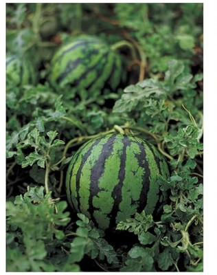 KNESSiN F1 Hybrid Mini Sugar Baby Watermelon Seeds For Kitchen Gardening-(100 Seeds) Seed(100 per packet)