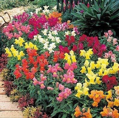 Lorvox Antirrhinum/Snapdragon/Dog Flower Dwarf Flower Seed(25 per packet)