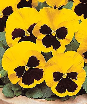 ACCELCROP Pansy Viola Mixed Flower Seed(130 per packet)