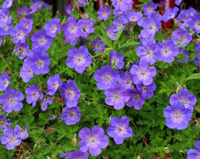 CYBEXIS Geranium, Rozanne400 Seeds Seed(400 per packet)