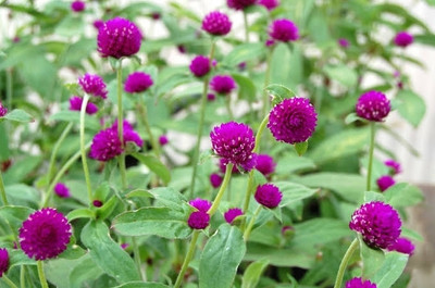 BSARKAR globe amarnath/botam flowers seed Seed(50 per packet)